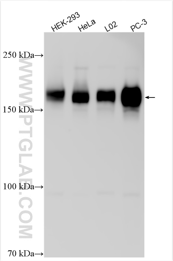 Western Blot (WB) analysis of various lysates using GOLGA3 Polyclonal antibody (21193-1-AP)