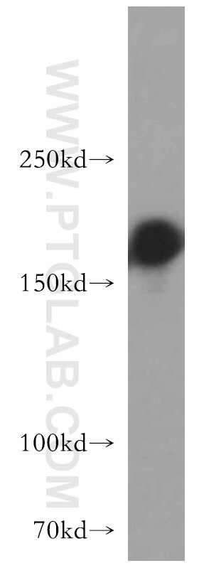 Western Blot (WB) analysis of L02 cells using GOLGA3 Polyclonal antibody (21193-1-AP)