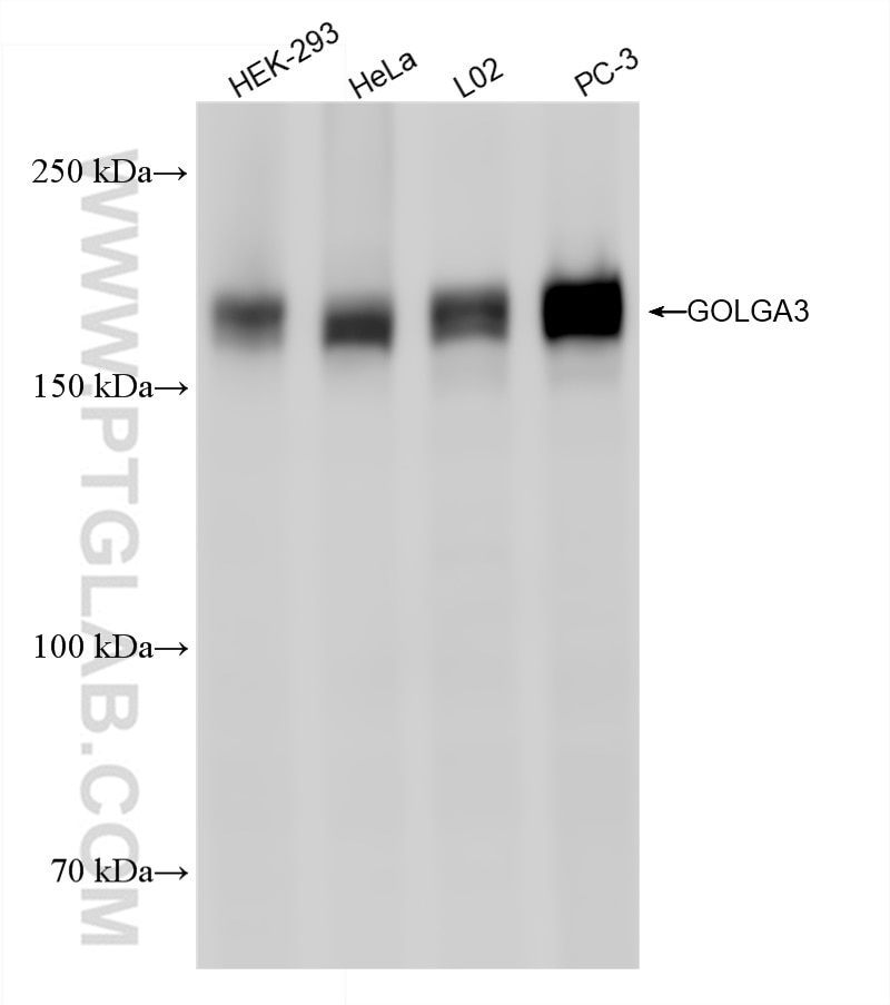 Western Blot (WB) analysis of various lysates using GOLGA3 Recombinant antibody (84955-4-RR)