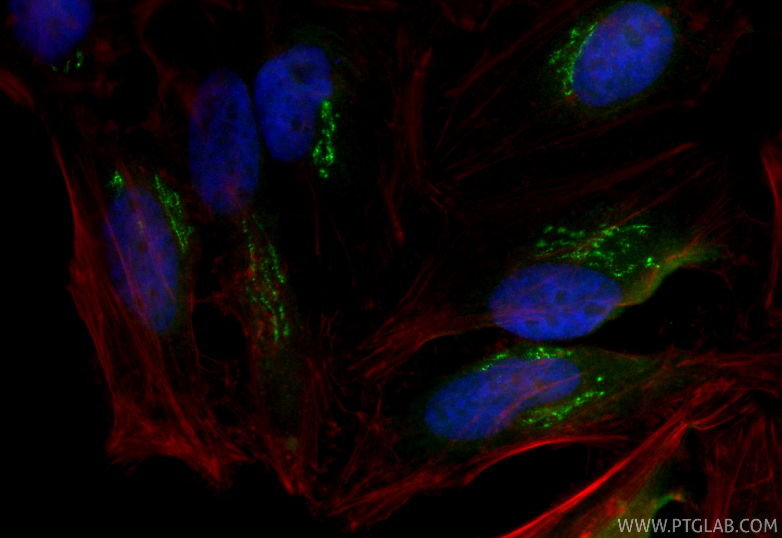 Immunofluorescence (IF) / fluorescent staining of HeLa cells using CoraLite® Plus 488-conjugated GOLGA3 Recombinant m (CL488-84955-4)