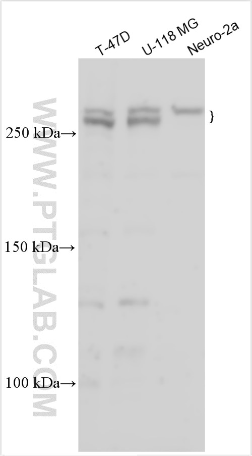 Western Blot (WB) analysis of various lysates using GOLGA4 Polyclonal antibody (55207-1-AP)