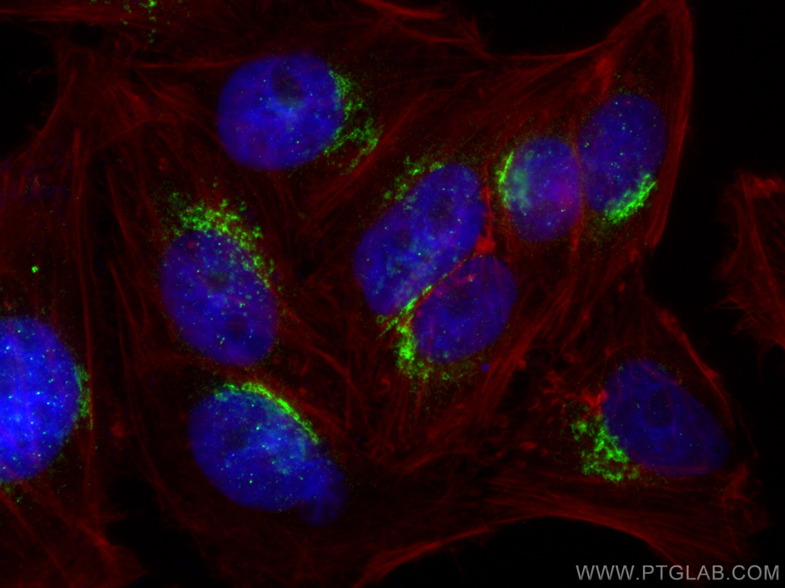 Immunofluorescence (IF) / fluorescent staining of HepG2 cells using GOLGA5 Polyclonal antibody (31164-1-AP)