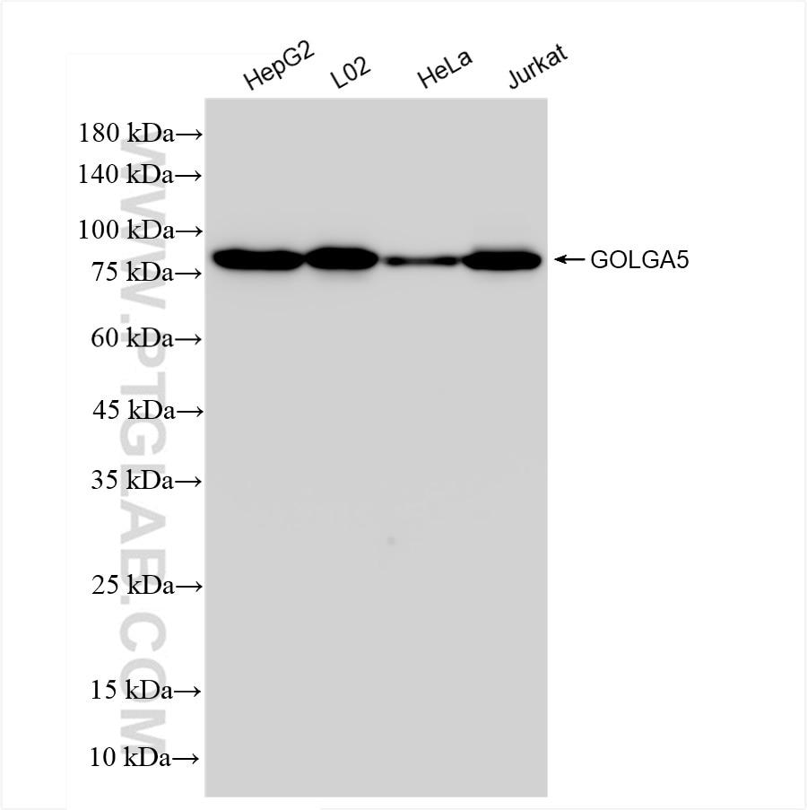Western Blot (WB) analysis of various lysates using GOLGA5 Recombinant antibody (83839-2-RR)