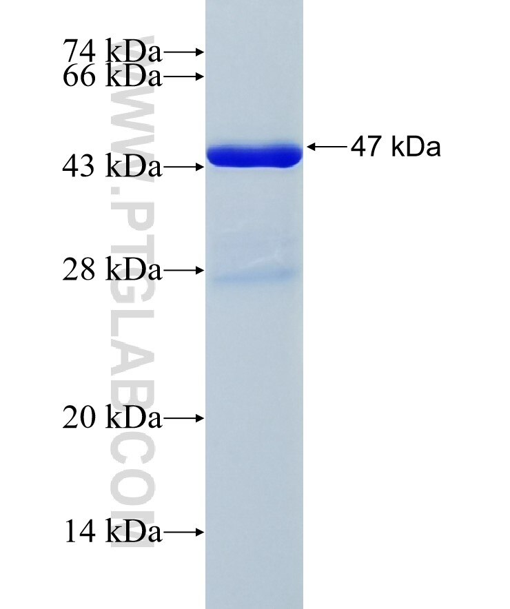GOLGA5 fusion protein Ag35031 SDS-PAGE