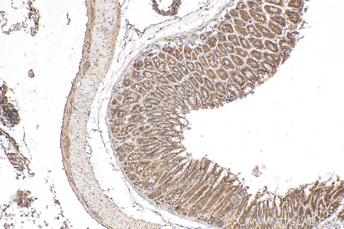 Immunohistochemistry (IHC) staining of mouse stomach tissue using GOLGA7 Polyclonal antibody (14723-1-AP)