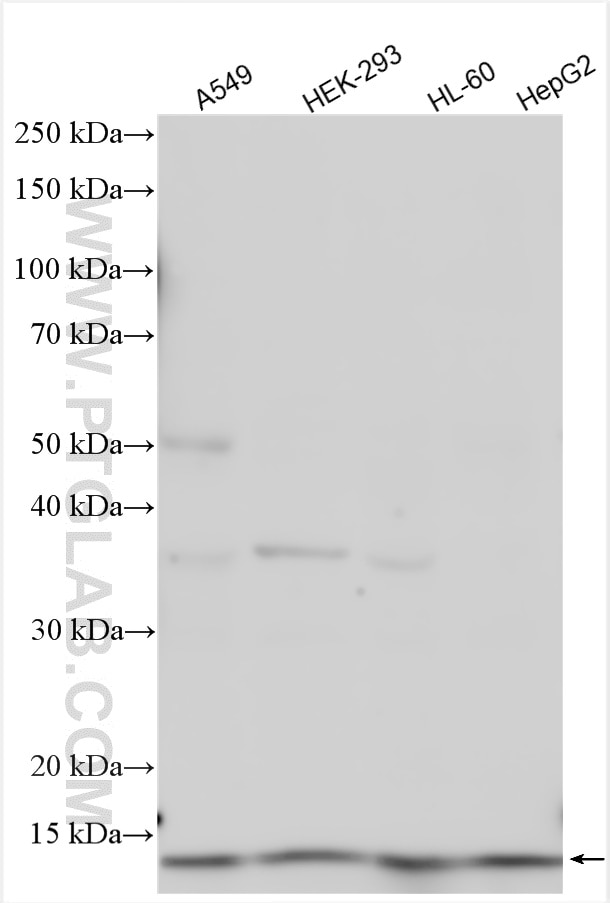 Western Blot (WB) analysis of various lysates using GOLGA7 Polyclonal antibody (14723-1-AP)