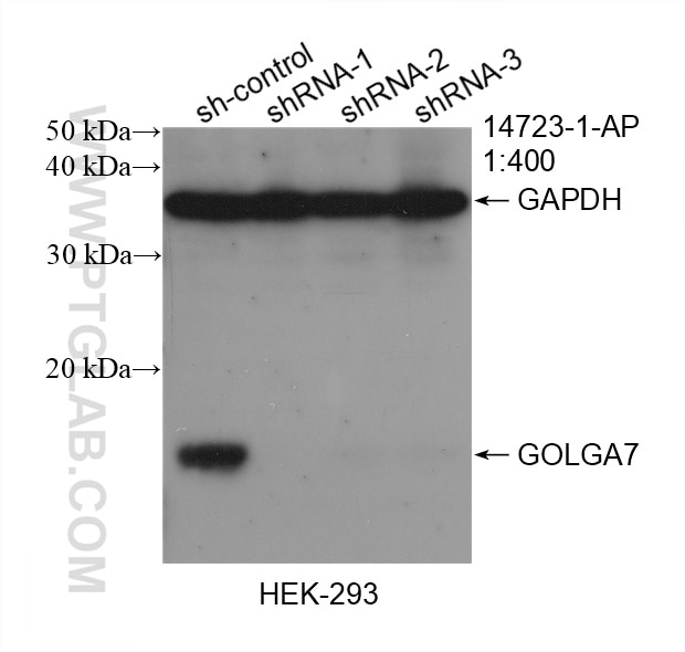 Western Blot (WB) analysis of HEK-293 cells using GOLGA7 Polyclonal antibody (14723-1-AP)
