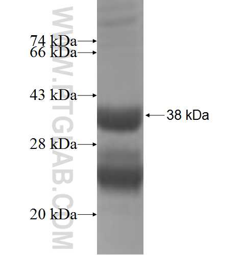 GOLGA7 fusion protein Ag6460 SDS-PAGE