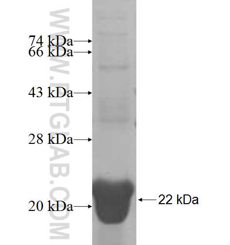 GOLGA7 fusion protein Ag6462 SDS-PAGE