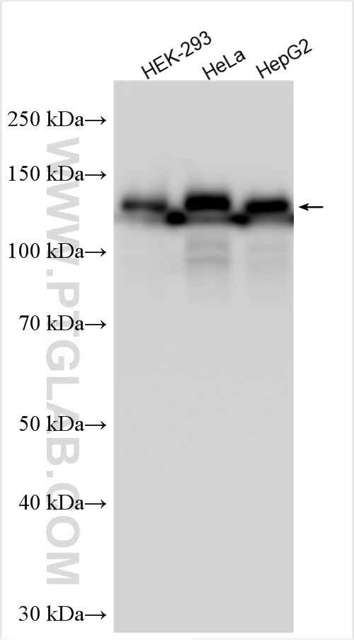 Western Blot (WB) analysis of various lysates using GOLIM4 Polyclonal antibody (31083-1-AP)