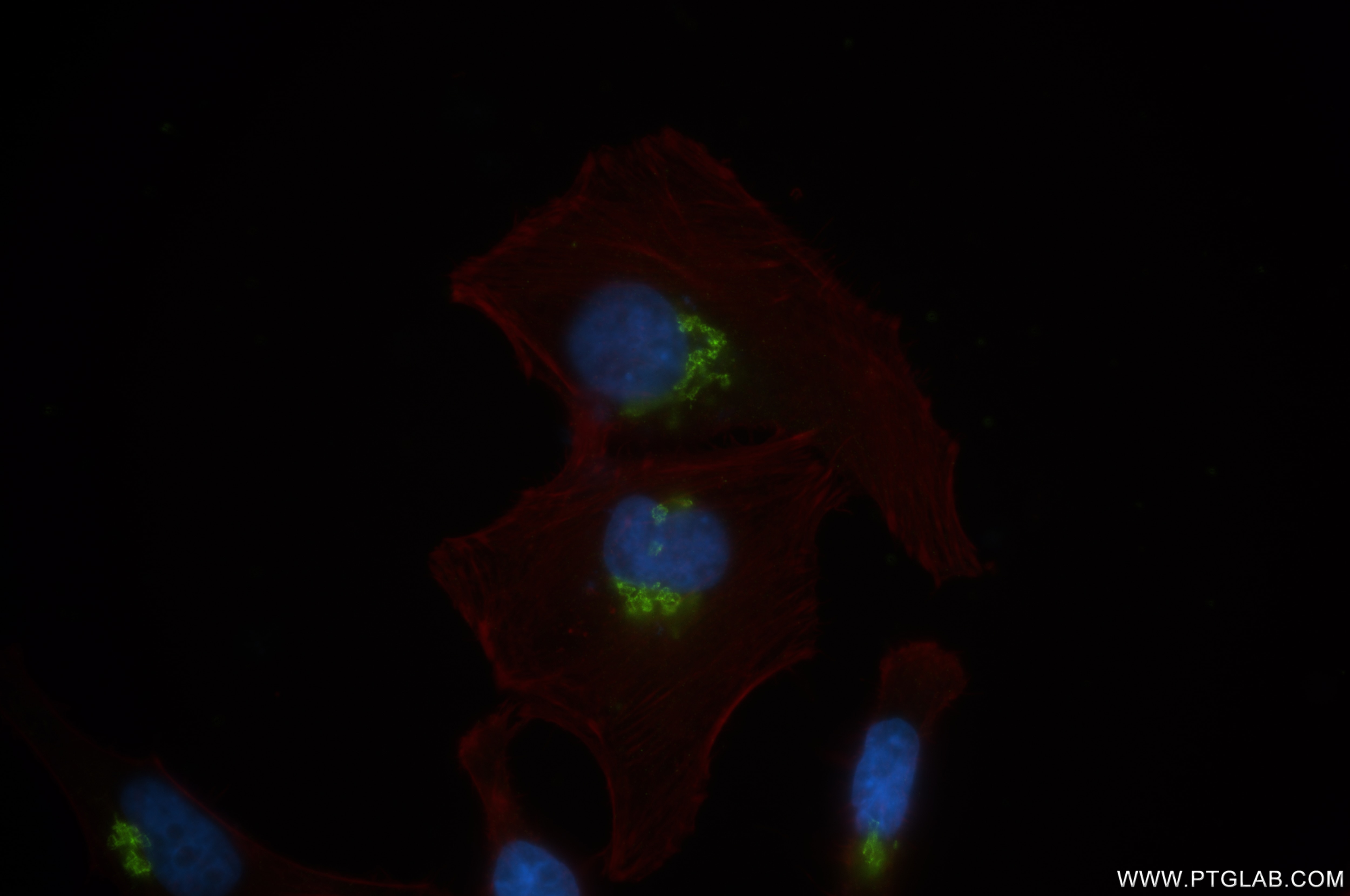 Immunofluorescence (IF) / fluorescent staining of U2OS cells using GOLIM4 Recombinant antibody (84818-5-RR)
