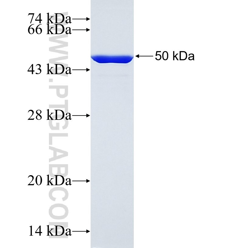 GOLIM4 fusion protein Ag34962 SDS-PAGE