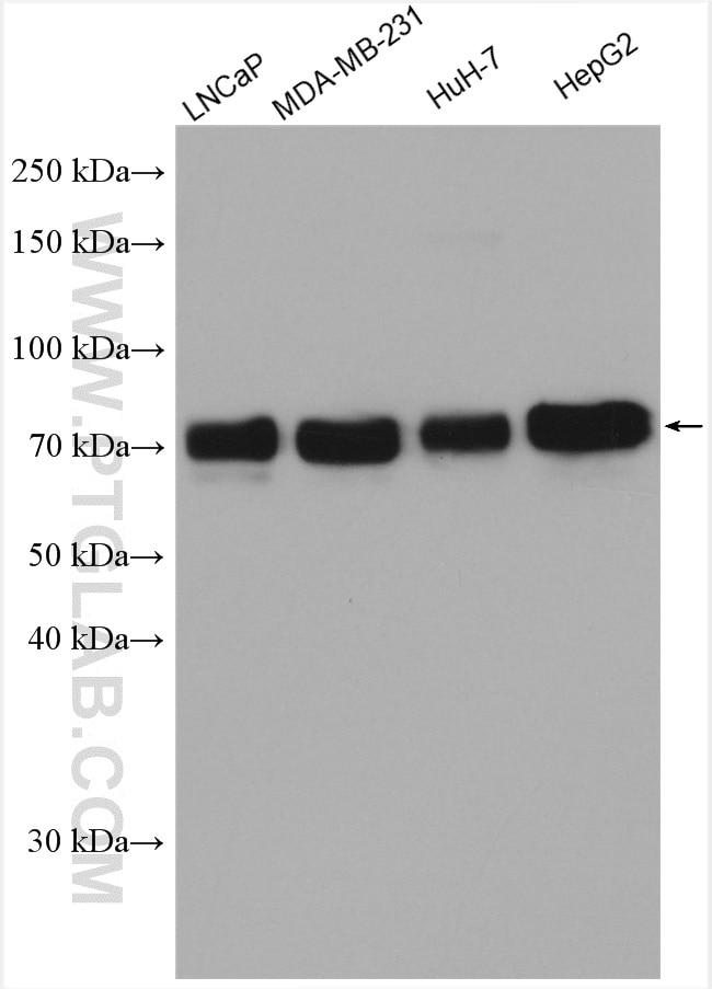 Western Blot (WB) analysis of various lysates using GP73/GOLPH2 Polyclonal antibody (15126-1-AP)