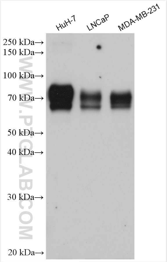 Western Blot (WB) analysis of various lysates using GP73/GOLPH2 Polyclonal antibody (15126-1-AP)