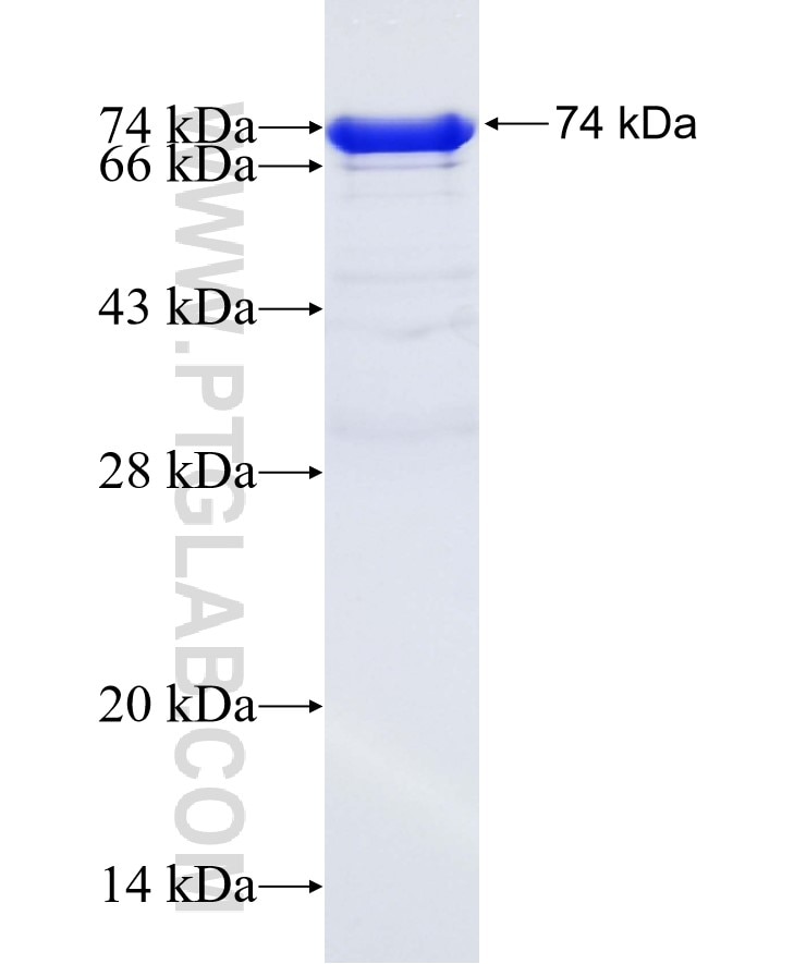 GOLM1 fusion protein Ag7207 SDS-PAGE