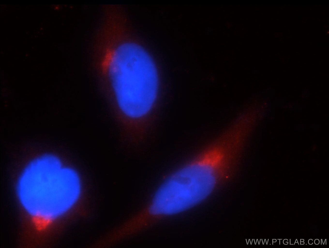 Immunofluorescence (IF) / fluorescent staining of HepG2 cells using GOLPH3 Polyclonal antibody (19112-1-AP)