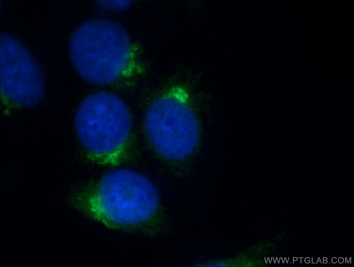 Immunofluorescence (IF) / fluorescent staining of HepG2 cells using GOLPH3 Polyclonal antibody (19112-1-AP)