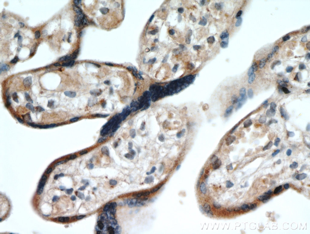 IHC staining of human placenta using 19112-1-AP