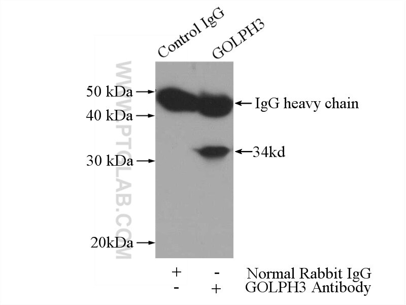 Immunoprecipitation (IP) experiment of mouse testis tissue using GOLPH3 Polyclonal antibody (19112-1-AP)