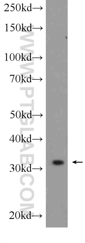Western Blot (WB) analysis of mouse lung tissue using GOLPH3 Polyclonal antibody (19112-1-AP)
