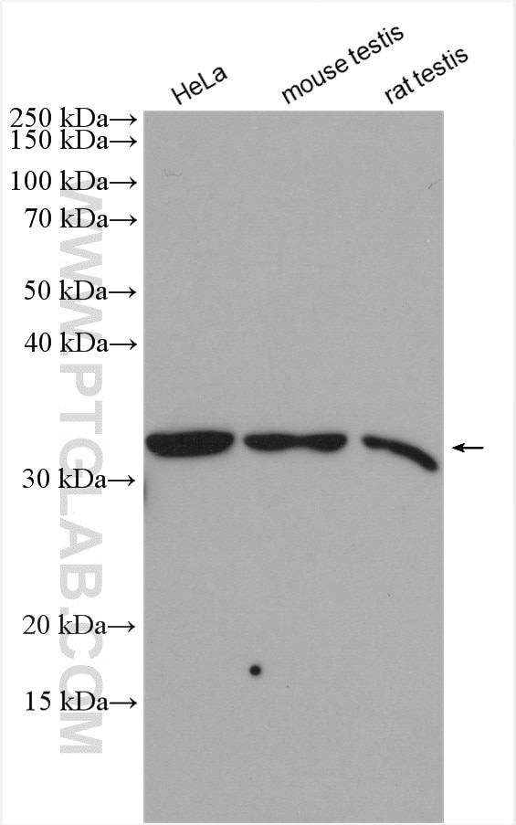 Western Blot (WB) analysis of various lysates using GOLPH3 Polyclonal antibody (19112-1-AP)