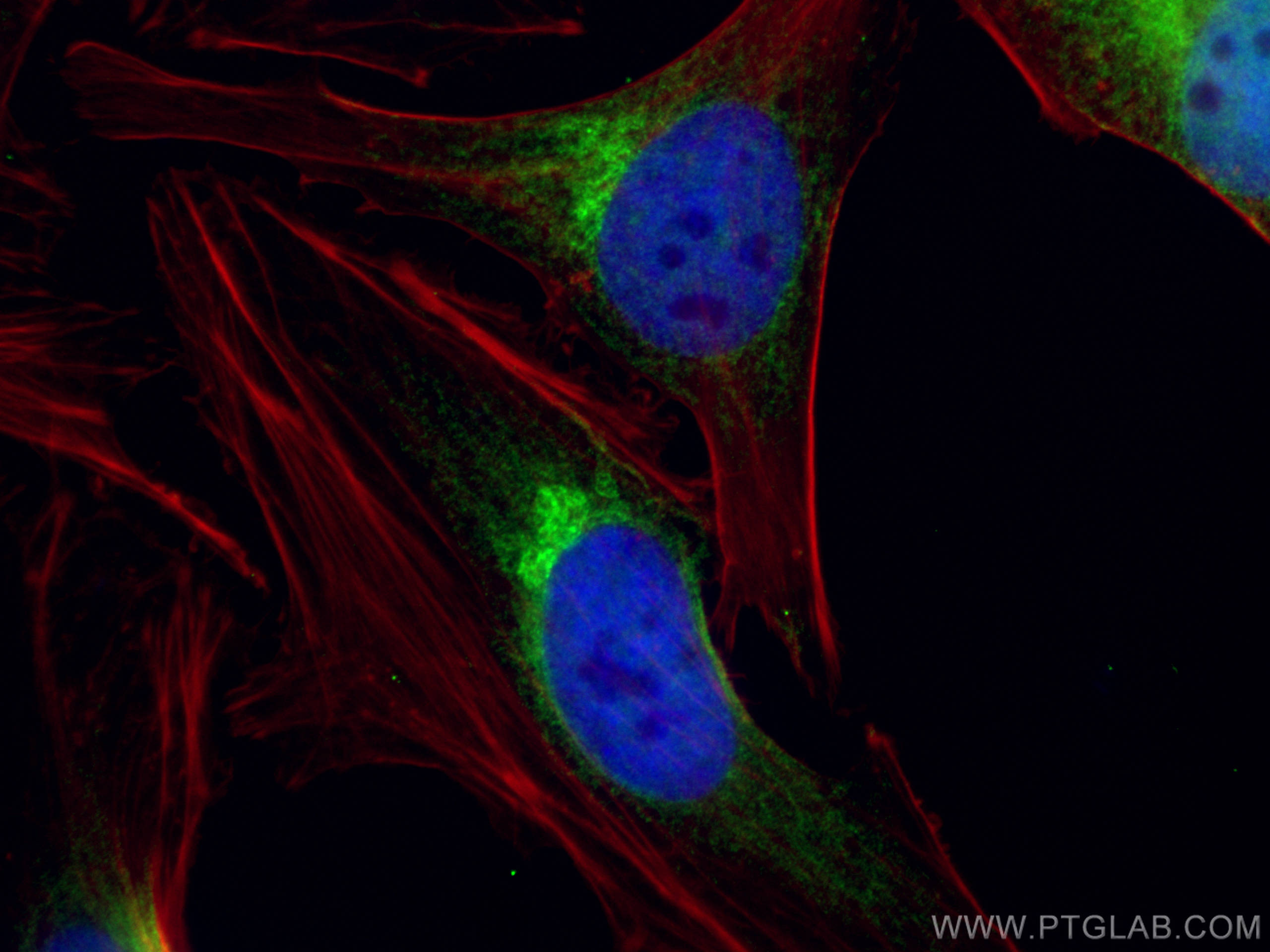 Immunofluorescence (IF) / fluorescent staining of HeLa cells using GOLPH3 Monoclonal antibody (67777-1-Ig)