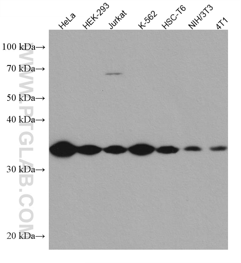 Western Blot (WB) analysis of various lysates using GOLPH3 Monoclonal antibody (67777-1-Ig)