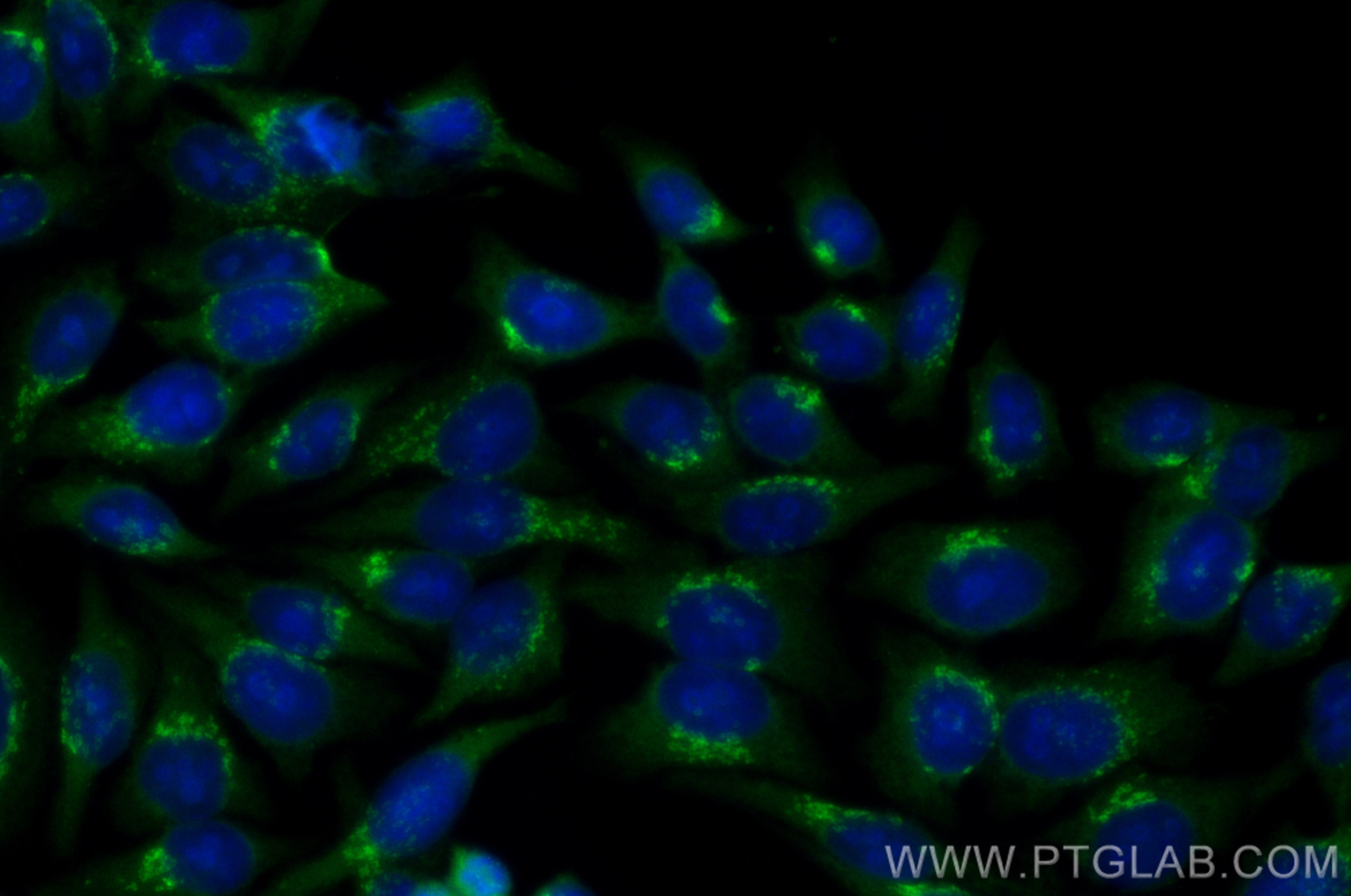 Immunofluorescence (IF) / fluorescent staining of HepG2 cells using CoraLite® Plus 488-conjugated GOLPH3 Polyclonal an (CL488-19112)
