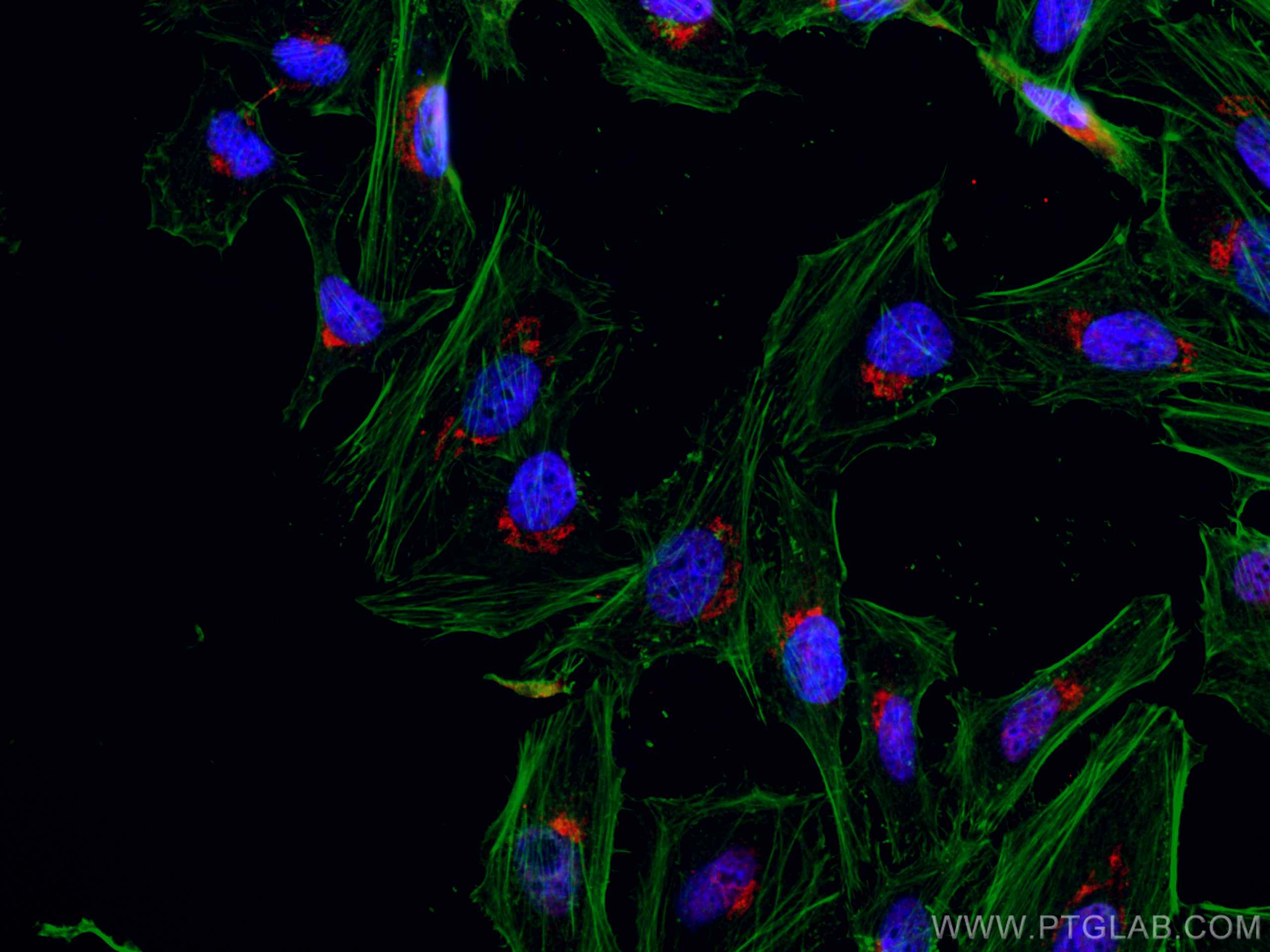 Immunofluorescence (IF) / fluorescent staining of HeLa cells using CoraLite®594-conjugated GOLPH3 Monoclonal antibody (CL594-67777)