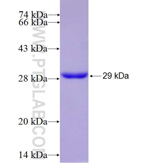 GOLPH3 fusion protein Ag5443 SDS-PAGE