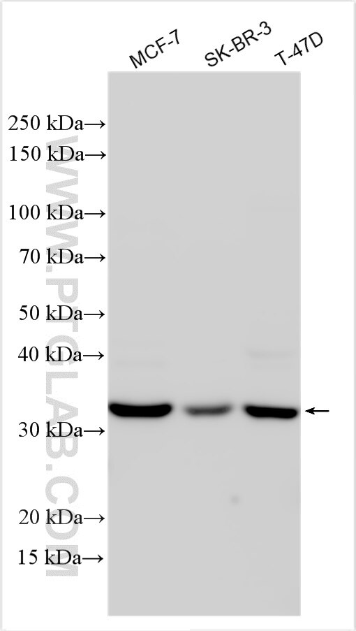 Western Blot (WB) analysis of various lysates using GOLPH3L Polyclonal antibody (23153-1-AP)