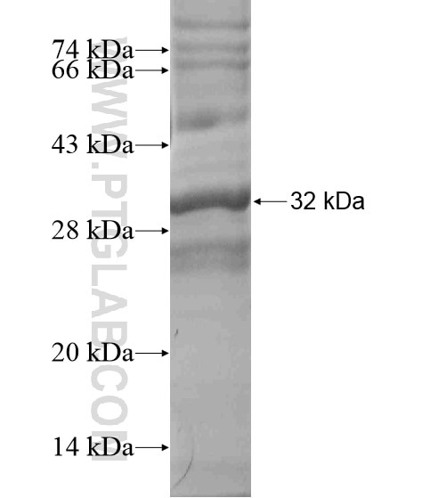 GOLPH3L fusion protein Ag19537 SDS-PAGE