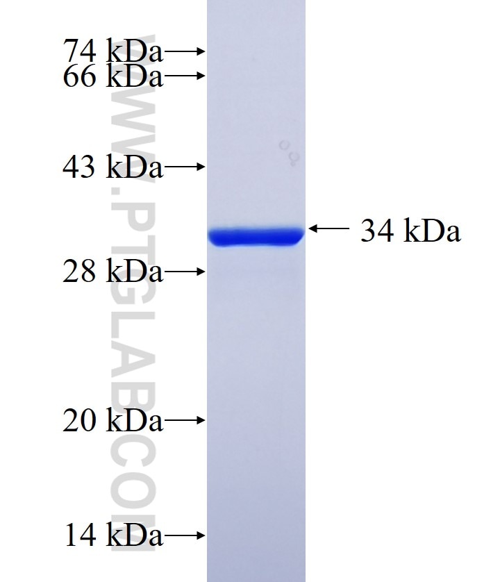 GOLPH3L fusion protein Ag19537 SDS-PAGE