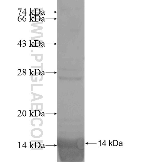 GOLPH3L fusion protein Ag19807 SDS-PAGE
