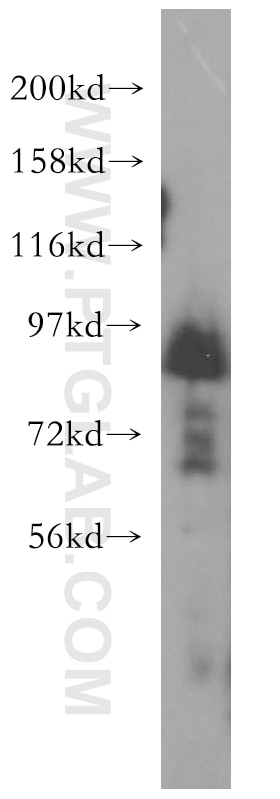 Western Blot (WB) analysis of HeLa cells using Syntabulin Polyclonal antibody (16972-1-AP)