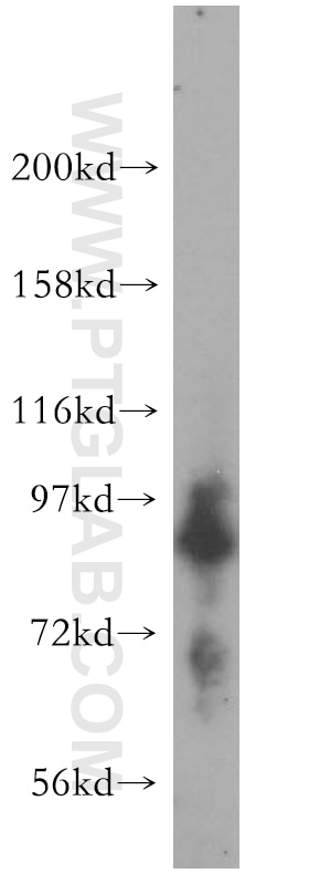 Western Blot (WB) analysis of MCF-7 cells using Syntabulin Polyclonal antibody (16972-1-AP)