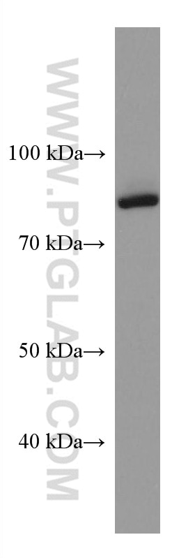 WB analysis of HepG2 using 67595-1-Ig