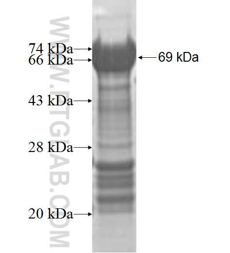 GOLSYN fusion protein Ag9344 SDS-PAGE