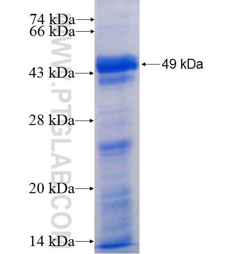 GOLSYN fusion protein Ag9376 SDS-PAGE