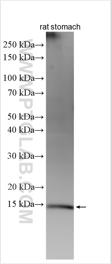 WB analysis using 31368-1-AP (same clone as 31368-1-PBS) Western Blot (WB) analysis of various lysates using GOLT1B Polyclonal antibody (31368-1-AP)