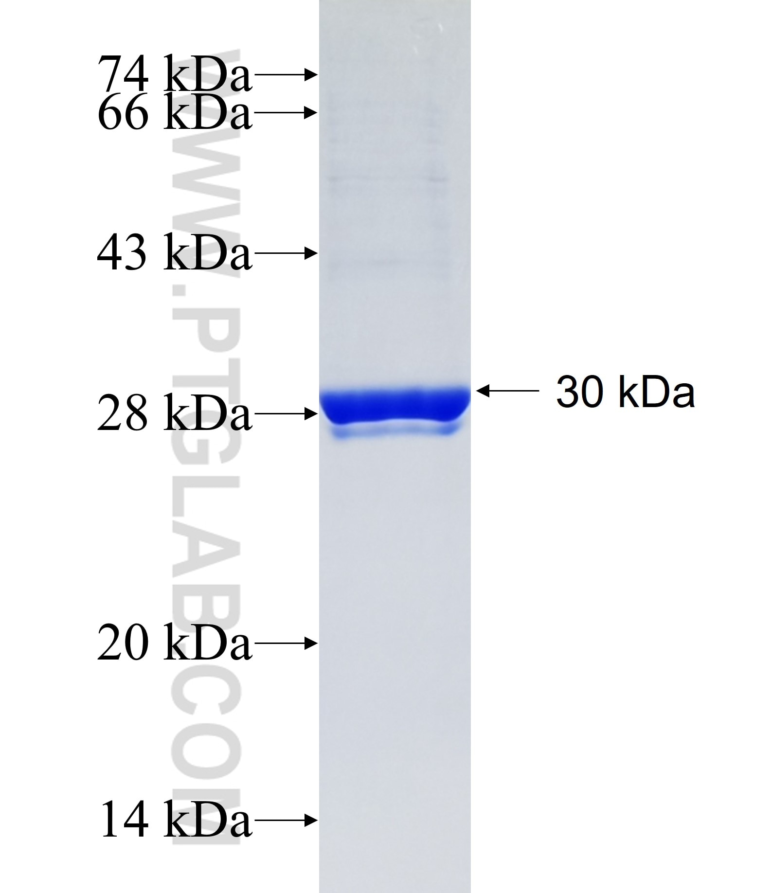 GOLT1B fusion protein Ag34859 SDS-PAGE