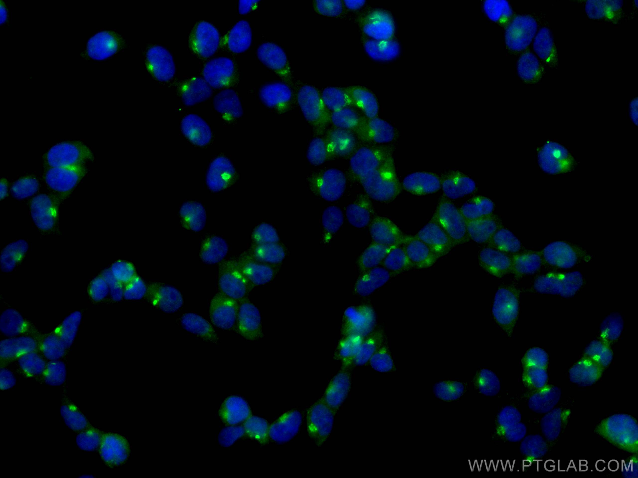 Immunofluorescence (IF) / fluorescent staining of HEK-293T cells using GOPC Polyclonal antibody (12163-1-AP)