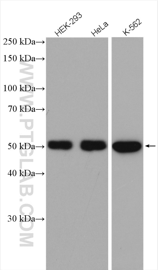 Western Blot (WB) analysis of various lysates using GORAB Polyclonal antibody (17798-1-AP)