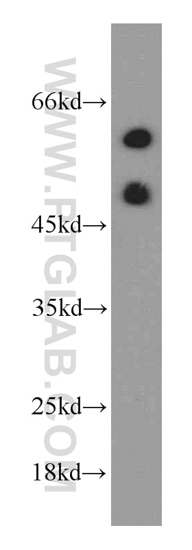 GORAB Polyclonal antibody