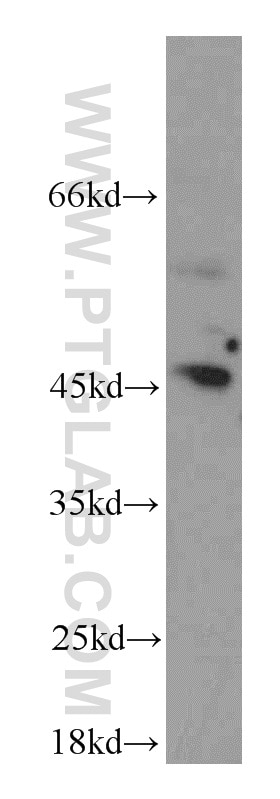 Western Blot (WB) analysis of mouse lung tissue using GORAB Polyclonal antibody (17798-1-AP)