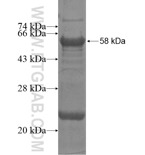 GORAB fusion protein Ag12002 SDS-PAGE