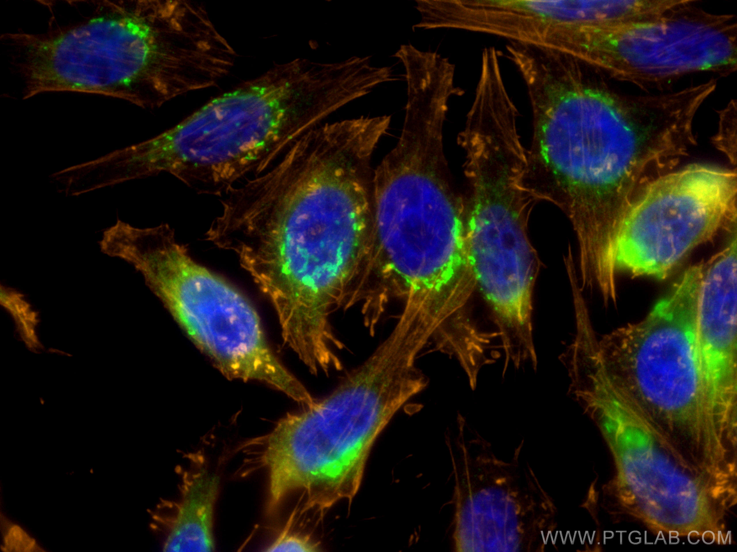 Immunofluorescence (IF) / fluorescent staining of HepG2 cells using GORASP2 Polyclonal antibody (10598-1-AP)