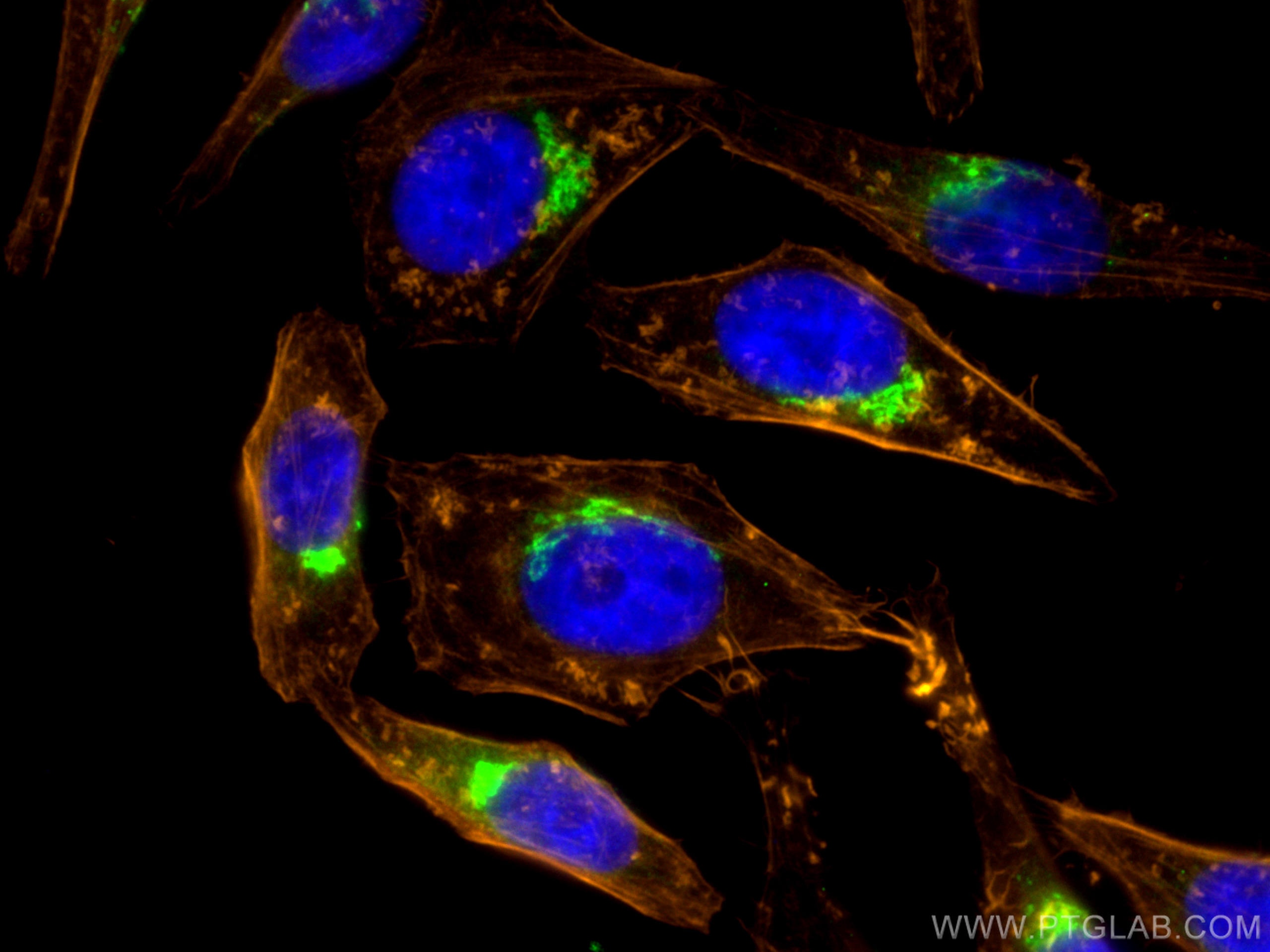 Immunofluorescence (IF) / fluorescent staining of HepG2 cells using GORASP2 Polyclonal antibody (10598-1-AP)