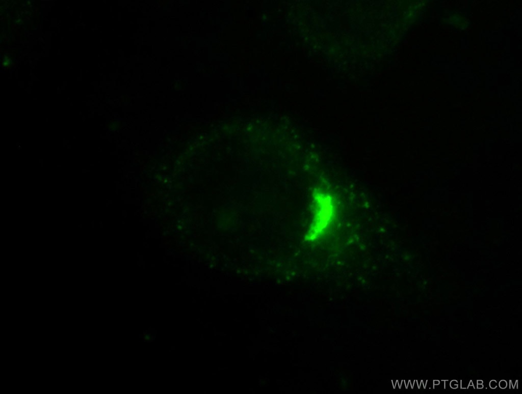 GORASP2 Polyclonal antibody