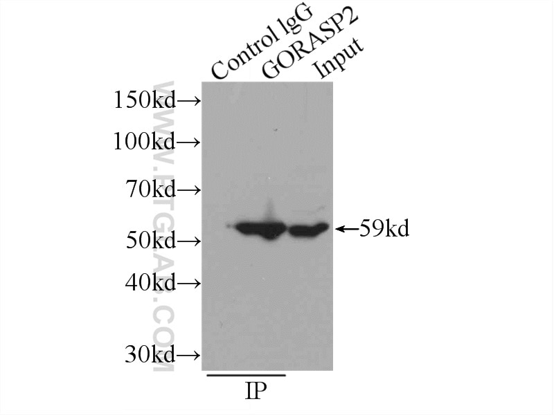 Immunoprecipitation (IP) experiment of HeLa cells using GORASP2 Polyclonal antibody (10598-1-AP)